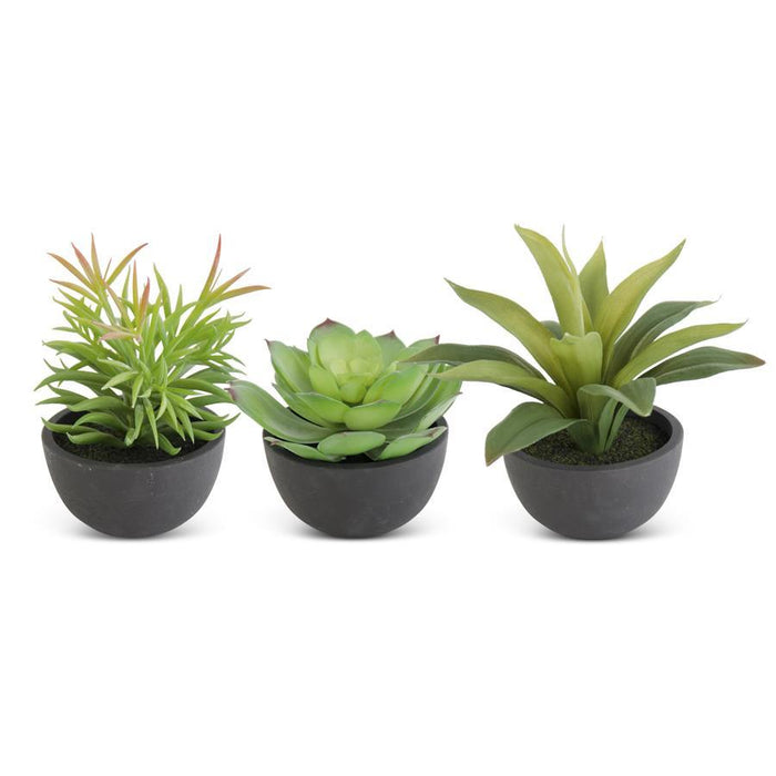Succulents in Black Pot